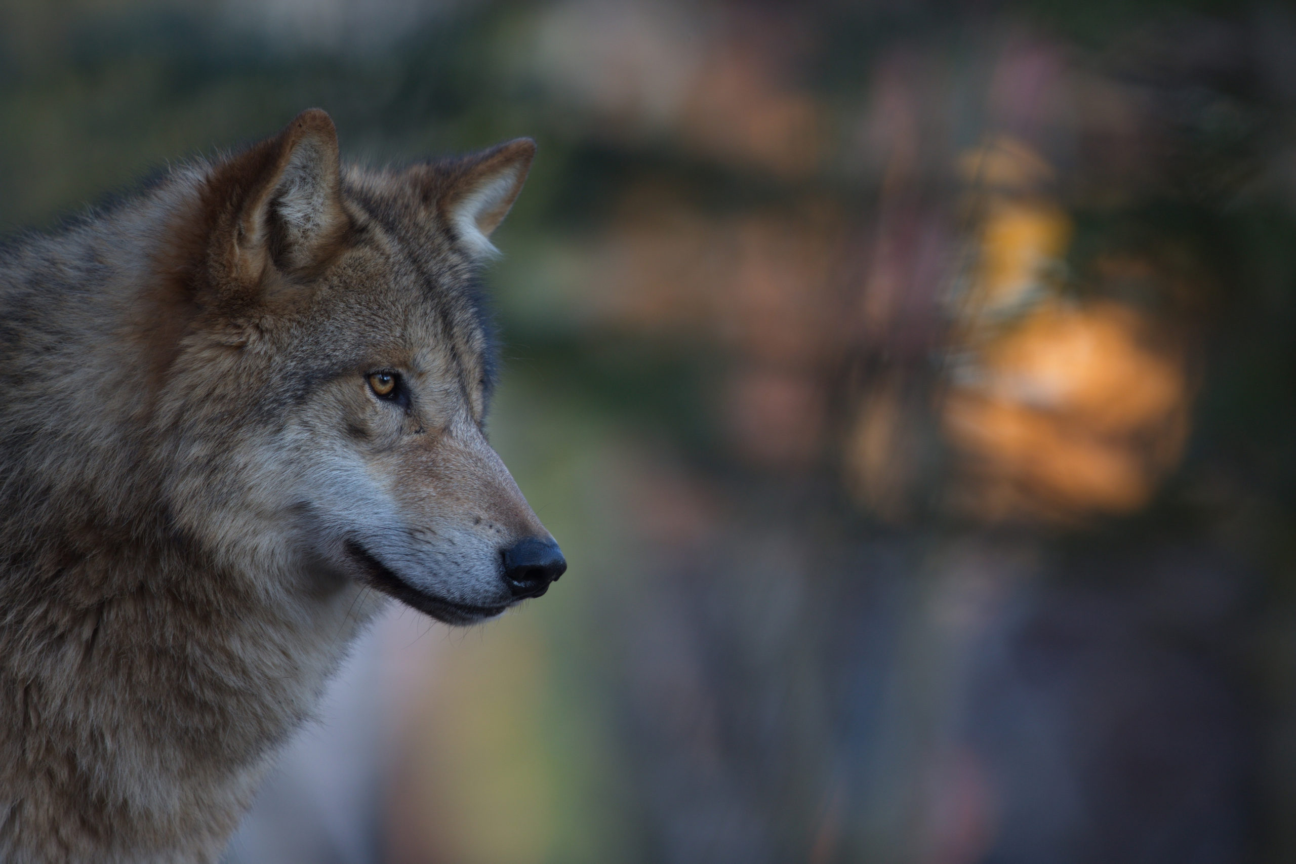 Der Wolf, das staatspolitische Tier