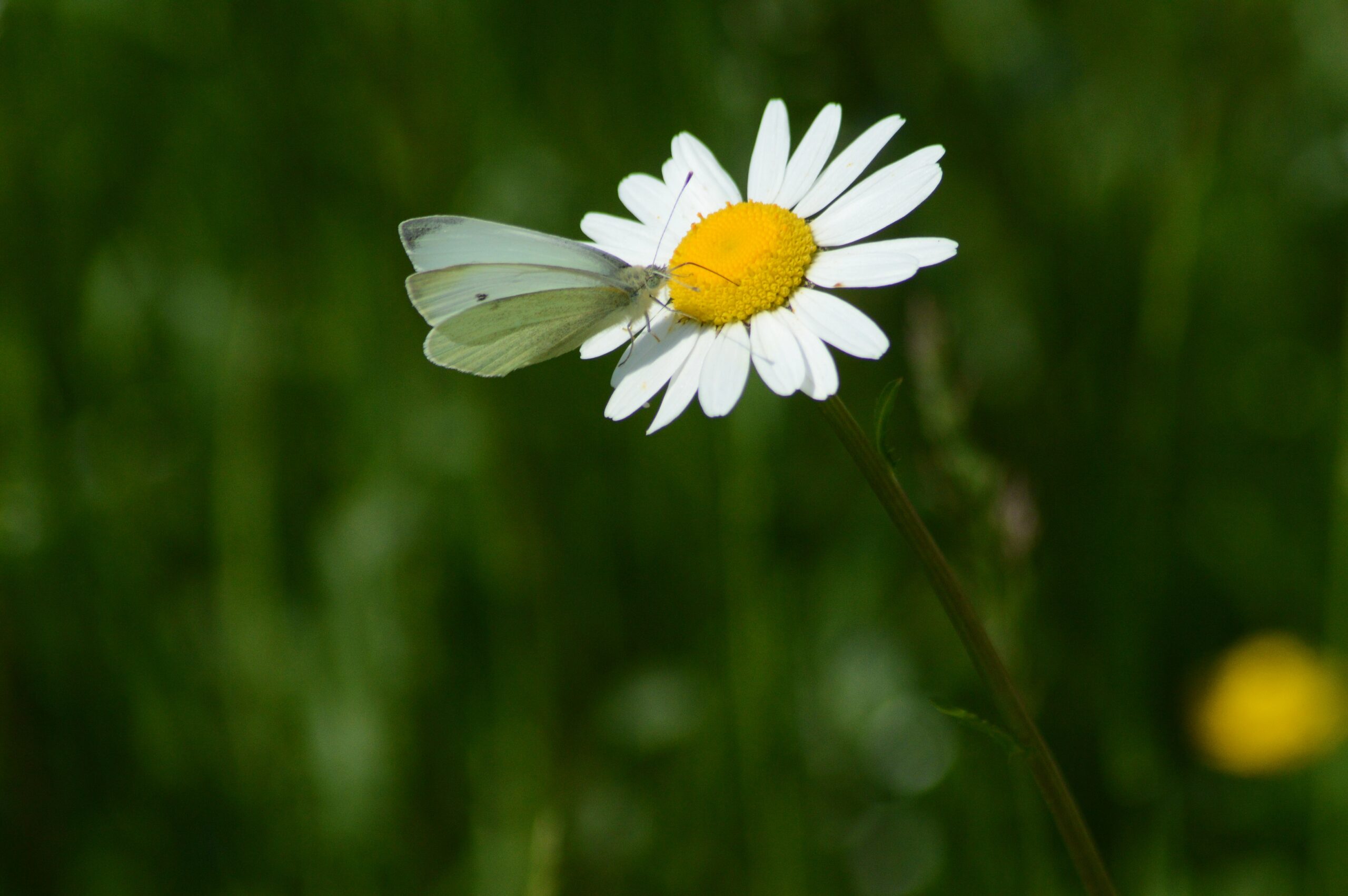 Hintergrundbild 