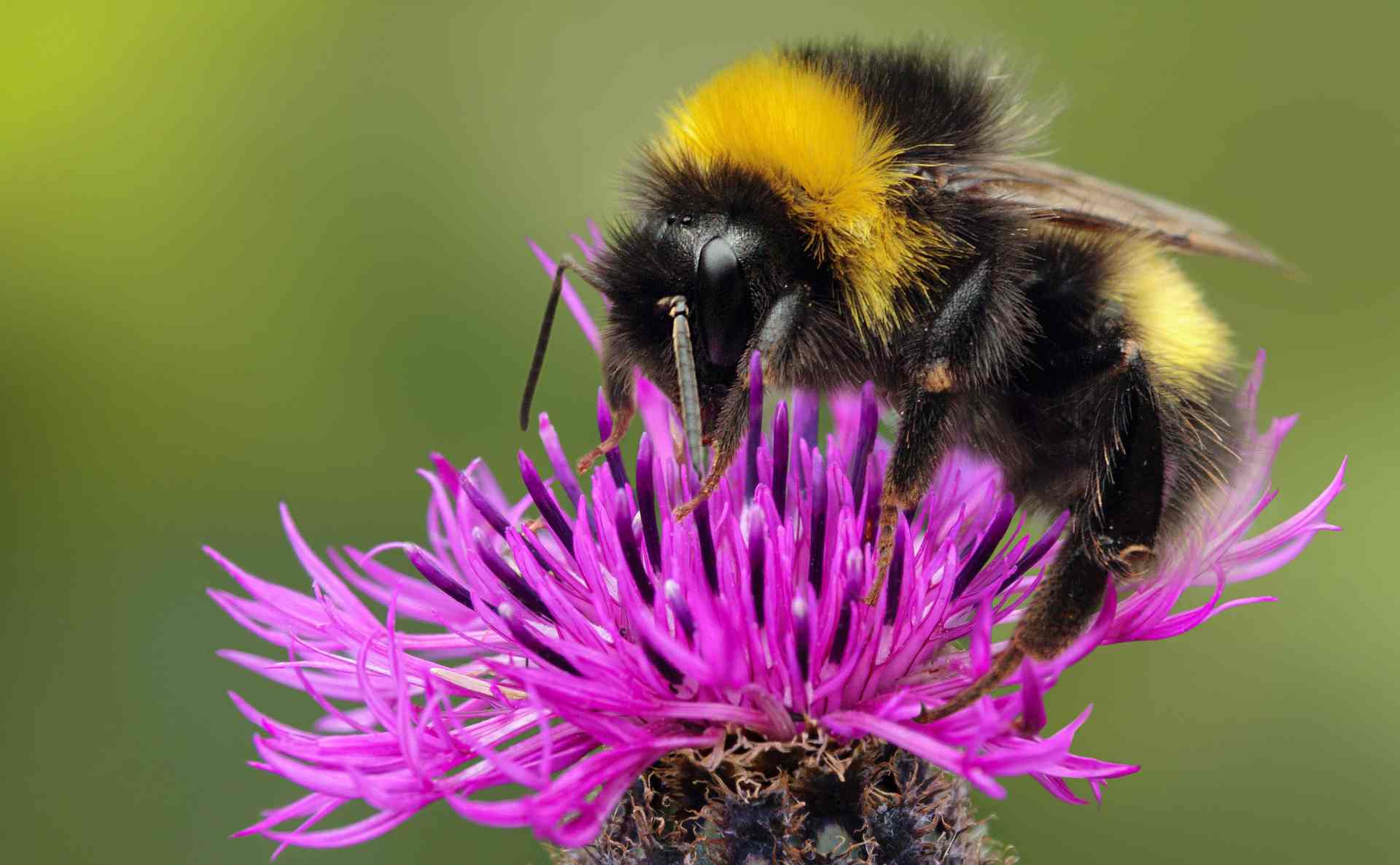 Biodiversitätsinitiative: Handeln wir jetzt für kommende Generationen!