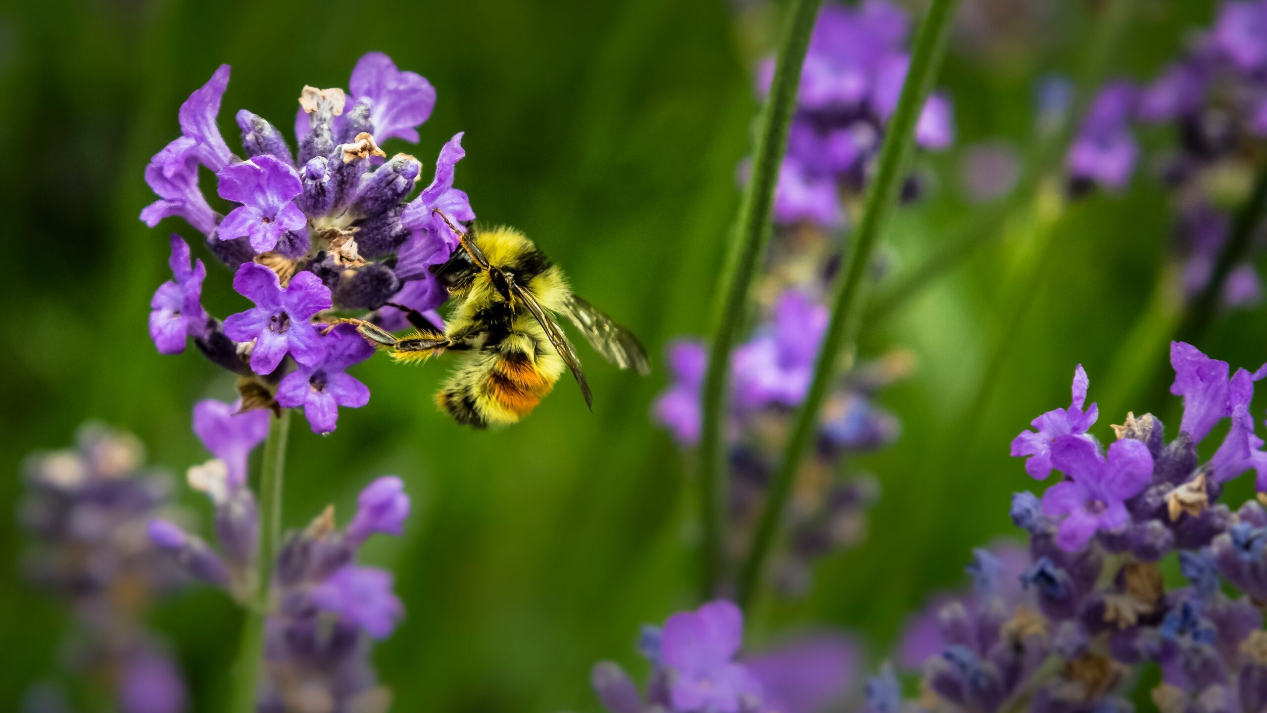 La protection de l’environnement est aussi de la responsabilité des générations 60+